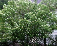 viburnum dentatum blooming.jpg